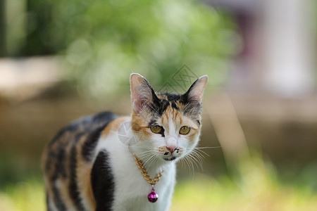 猫类说谎沙发毛皮绿色睡眠黑色猫咪宠物爪子猫科动物图片