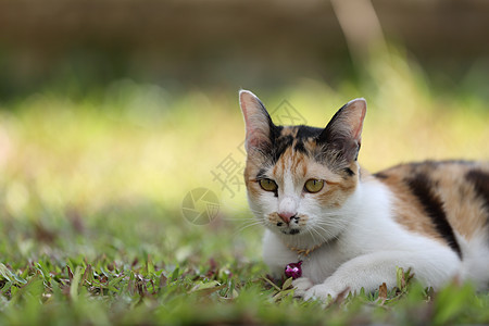 猫类宠物猫咪爪子毛皮婴儿睡眠猫科动物黑色白色说谎图片