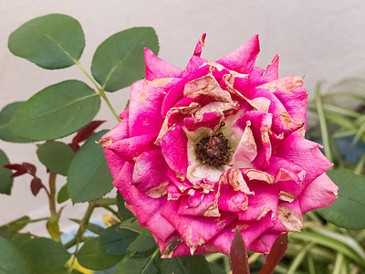 在花园里紧闭一朵枯萎的玫瑰图片
