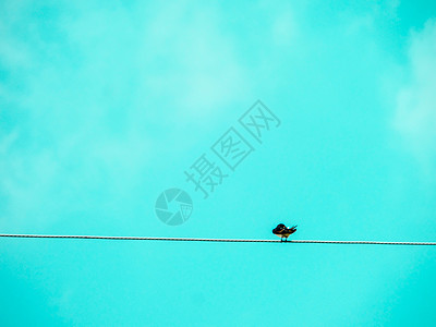 小鸟站在电源线上蓝色电气休息野生动物动物友谊电线肤色环境力量图片