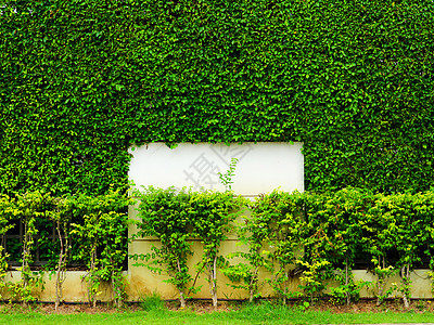 墙壁自然的绿色植物和前卫的温和白色混凝土图片