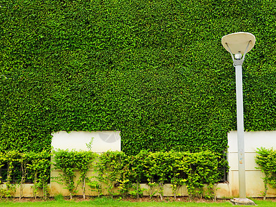 墙壁自然的绿色植物和白色混凝土和灯笼丸图片