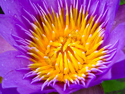 紧贴紫莲花 在雨落下后开花图片