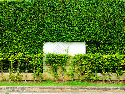 墙壁自然的绿色植物和前卫的白色混凝土图片