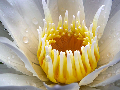 紧贴白莲花的白色莲花 在雨落下后开花池塘花朵肤色花瓣反射卫生保健植物自然场景图片