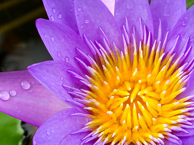 清晨下雨后 紫莲朵花开花气质沼泽保健池塘花瓣花园百合蓝色肤色植物图片
