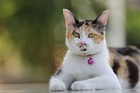 猫类灰色宠物动物爪子头发婴儿绿色沙发白色黑色图片