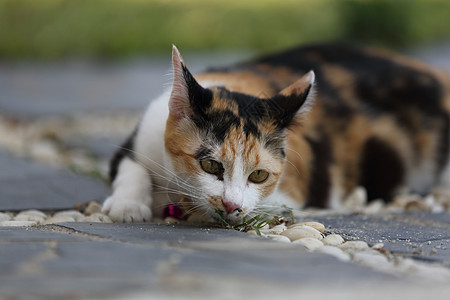 猫类猫咪宠物灰色说谎绿色头发毛皮动物黑色爪子图片