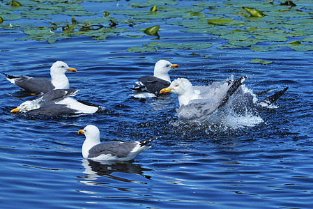 赫利戈兰的欧洲海鸥银色鲱鱼悬崖海鸟海洋海滩空气羽毛旅行蓝色图片