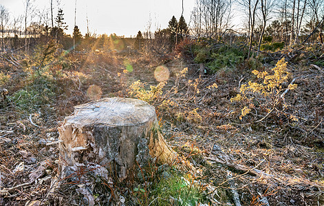 日落照亮的老松树存根 今年冬天工业林砍伐后 到处都是树枝的林区空地 瑞典林业——现代工业 太阳图片