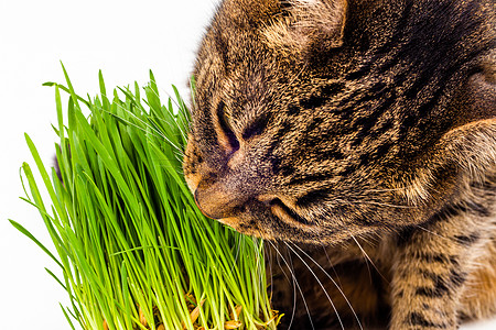 灰色家居小猫吃新鲜绿燕麦芽 紧贴白色背景 有选择性地聚焦和模糊猫科动物工作室享受植物营养哺乳动物乐趣饮食草本植物草地图片