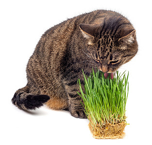 猫吃新鲜绿燕麦芽 紧闭白色背景 有选择性的焦点和模糊不清 隔离在白色背景上食物营养猫科动物动物工作室哺乳动物黄眼睛燕麦毛皮叶子图片