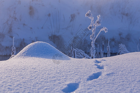小雪山丘 附近有小的野生动物足迹 有选择性地聚焦 白天模糊图片