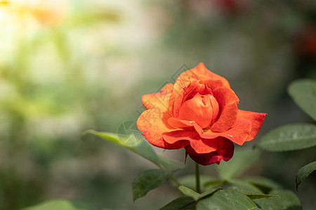 花园里的玫瑰花植物园艺自然展示草本植物市场场地火焰叶子团体图片
