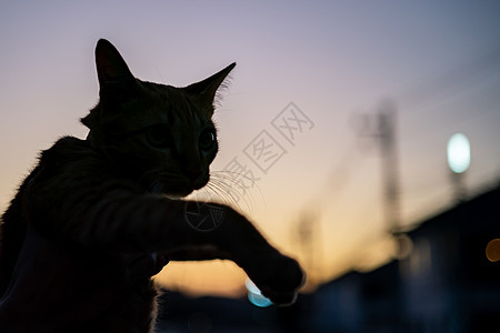 猫的Silhouette前视照片小猫橙子头发猫科动物日落哺乳动物猫咪动物野生动物眼睛图片