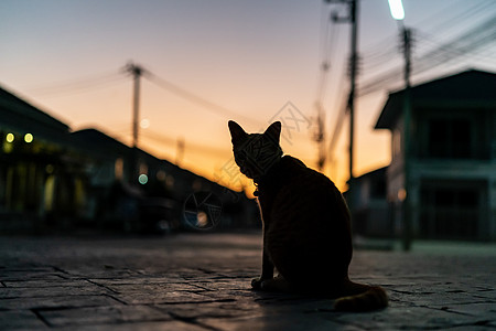 猫的Silhouette前视照片小猫头发荒野橙子眼睛太阳动物日落剪影哺乳动物图片