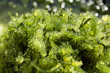 海葡萄绿鱼子酱海藻 健康食品椭圆形植物饮食植物群蔬菜食物宏观绿色图片