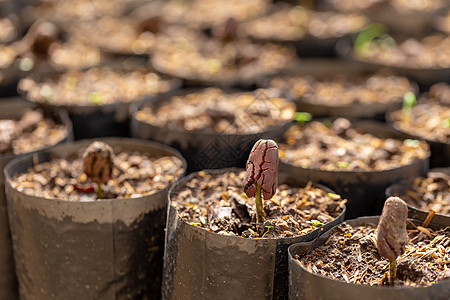 农场的可可树正在种植新的可可树植物土壤种植园叶子巧克力种子环境生长植物学发芽图片