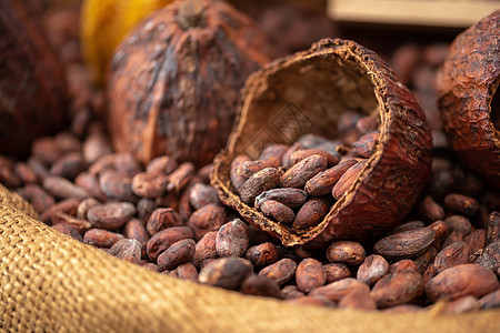 可可豆和可可罐头倒入圆麻袋粮食木头热带巧克力花园种子可可勺子森林水果图片
