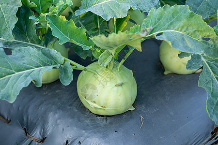 种植在花园的Kohlrabi卷心菜或萝卜植物蔬菜园艺叶子收成栽培农场生长营养沙拉土壤图片