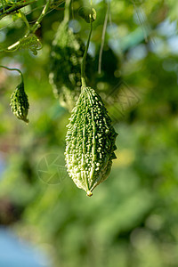 或Bitter 壁炉吊挂植物饮食花园香脂农场食物葫芦蔬菜叶子热带营养图片