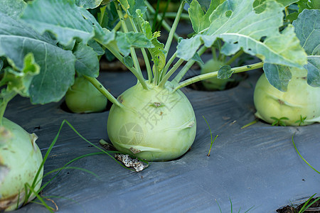 种植在花园的Kohlrabi卷心菜或萝卜植物农场叶子蔬菜食物生长收成地面土壤栽培沙拉图片