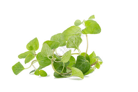 白色背景的新鲜奥里根诺草药野菜药品枝条调味品治疗植物食物烹饪叶子草本植物图片