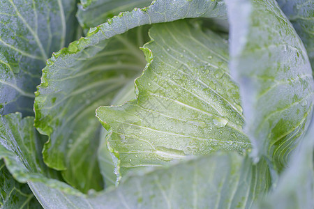 在农场种植新鲜的菜菜卷栽培土地食物植物学生长沙拉叶子框架生产蔬菜图片