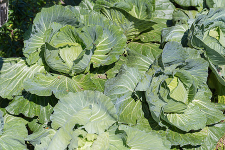 在农场种植新鲜的菜菜卷叶子食物框架植物学蔬菜饮食花园生长生产场地图片