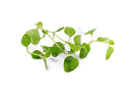 白色背景的新鲜奥里根诺草药丝带食物药品叶子烹饪香料野菜植物调味品草本植物图片