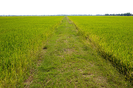 稻田里的绿米叶粮食农田草地农场生长金子收成种植园食物季节图片