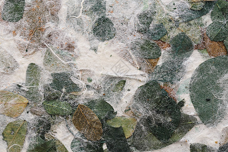 桑纸纹理背景上的条纹花工艺艺术卡片花朵奶油手工植物床单纤维墙纸图片