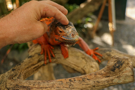 男人用手抚摸树枝上美丽的红鬣蜥 橙色鬣蜥的动物特写镜头坐在树上 红色变体的一个亚种 害羞的动物红鬣鳞蜥栖息在干燥的树枝上图片