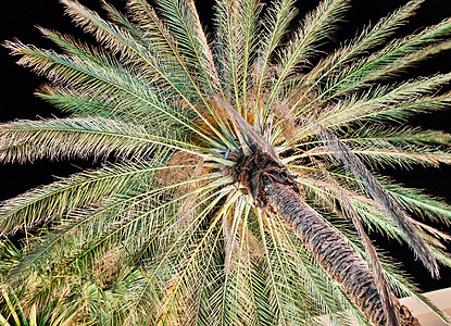 在棕榈沙漠度假旅馆的棕榈树下图片