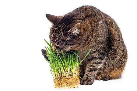 灰色条纹小猫吃新鲜绿燕麦芽 紧闭白色背景 有选择性地聚焦和模糊哺乳动物饮食宠物食物草本植物毛皮草地植物豆芽叶子图片