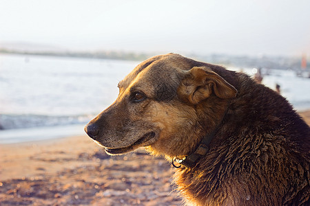 老流浪狗在沙滩上冷却自己图片