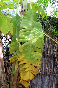 树上的香蕉叶 bananadry 香蕉叶图片