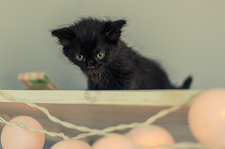 小黑小黑小猫从白架子上向下看爪子家庭花环猫咪哺乳动物毛皮朋友黑猫眼睛动物图片