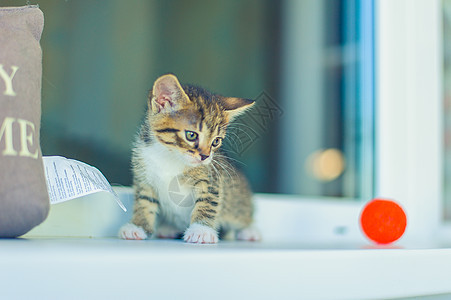 一只怀着白胸的小猫坐在窗户和红球旁边猫咪爪子胸部动物玻璃宠物女性短发毛皮家畜图片
