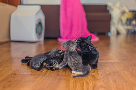 黑猫和小猫躺在房间里的木地板上拥抱哺乳动物牛奶猫咪毛皮婴儿姐姐新生妈妈地面图片