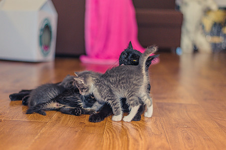 黑猫和小猫 在房间里的木地板上母亲宠物房子家庭新生动物兄弟毛皮拥抱婴儿图片