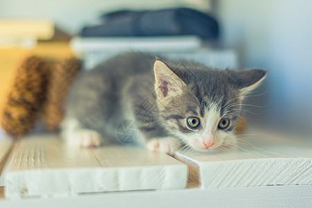 美丽的灰猫坐在白板上书柜配件宠物毛皮房子架子眼睛小猫书架动物图片