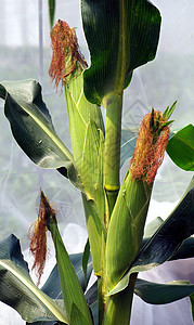 一条大尾巴上的新鲜玉米椰子背景图片