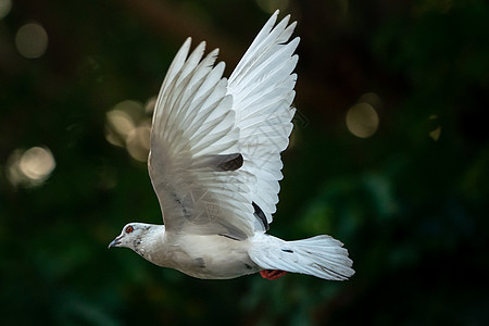 白鸽鸟在空中飞翔鸽子团体鸟类眼睛翅膀灰色赛车荒野作品白色图片