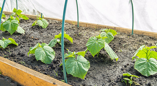 温室的青黄瓜幼苗 种植有机蔬菜 耕种土地土壤食物环境园艺农场农业营养发芽生活图片