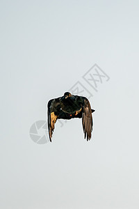 在天空中飞翔的鸽鸟荒野作品团体眼睛野生动物羽毛宗教蓝色灰色翅膀图片