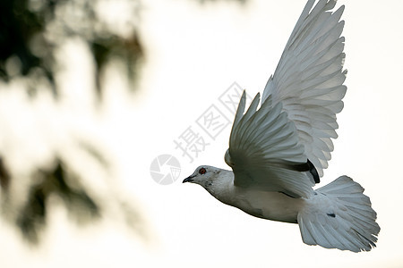 白鸽鸟在空中飞翔羽毛团体眼睛航班自由天空蓝色野生动物灰色鸟类图片