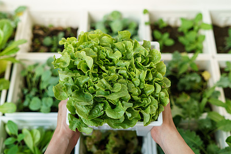 有机沙拉厂 白色塑料厂锅中的绿橡树园艺植物植物学沙拉叶农业生活农民小样沙拉农场图片