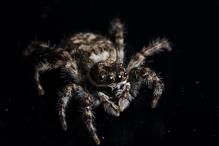 黑镜上的宏蜘蛛宏观黑色镜子背景图片