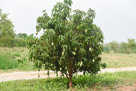 芒果树  挂在树上的生绿色芒果 叶子背景水果果园收成植物甜点团体饮食食物生产农场图片